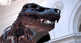 Dinoszaurusz-csontok