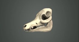 Хөхтөн амьтдын шүдний төрлүүд