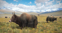 Domestic yak