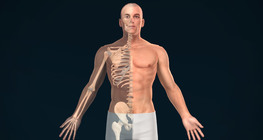 Биеийн бүтцийн хавтгай, тэнхлэг болон чиглэлүүд