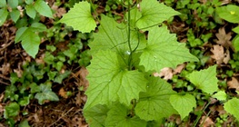 Hagymaszagú kányazsombor