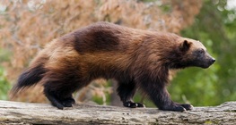 Hideg területek ragadozói