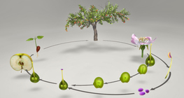 Ургамлын амьдралын эргэлт