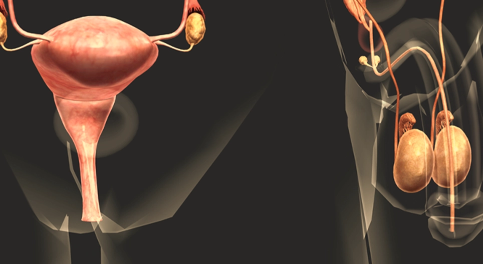 The reproductive system