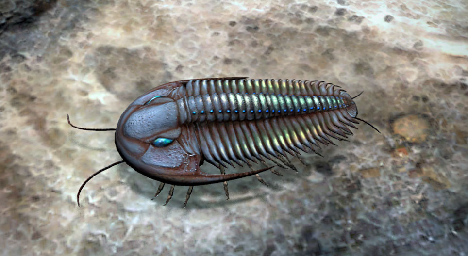 Trilobitler