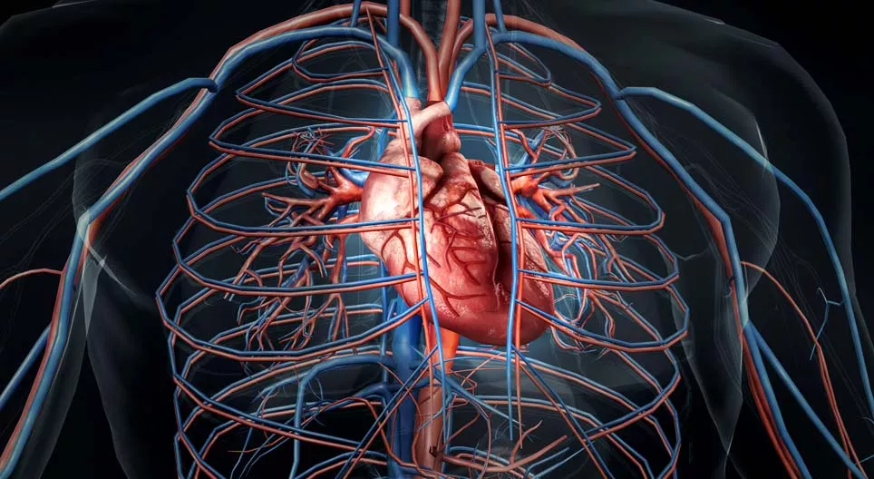 Як б'ється наше серце?