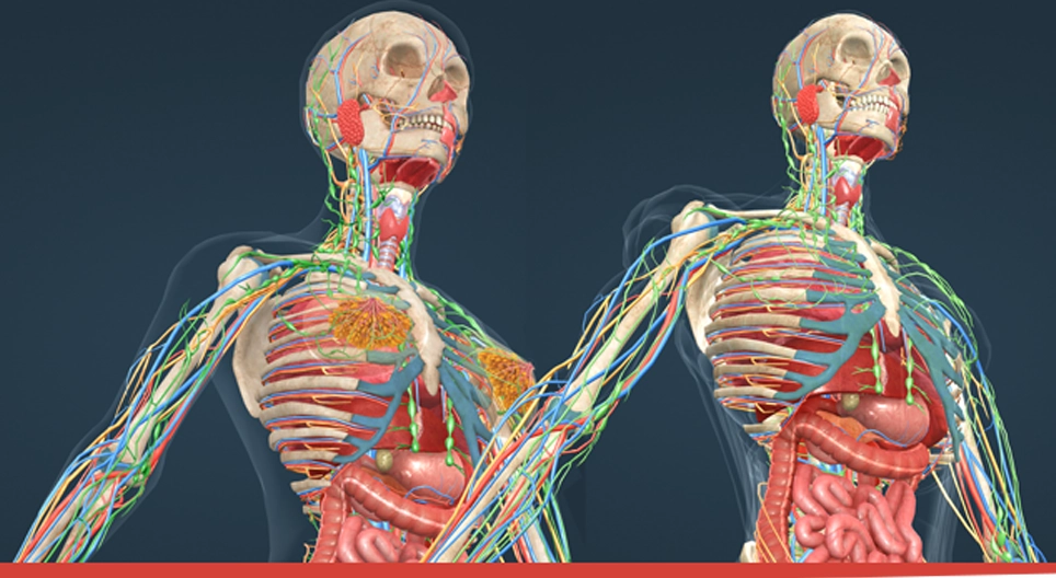 The lymphatic system