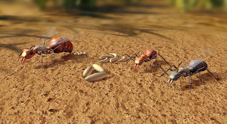 Рудий лісовий мураха