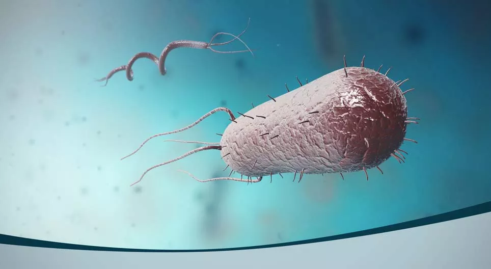 Какой размер у бактерии?