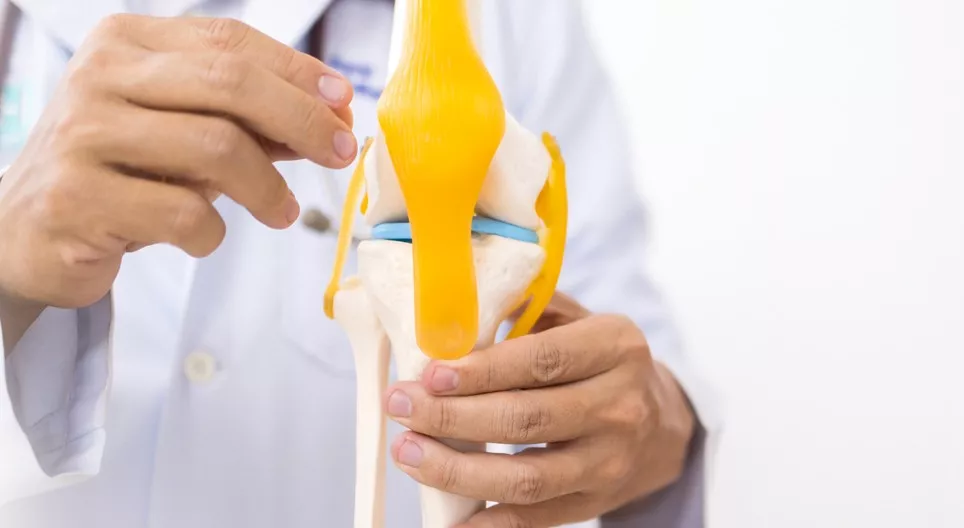 Az inak és szalagok biomechanikai jellemzői