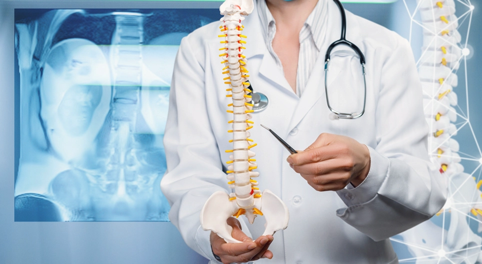 The spinal cord and the spinal nerves and nerve roots