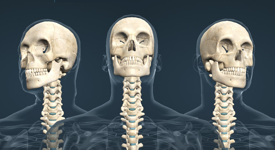 Movements of the head