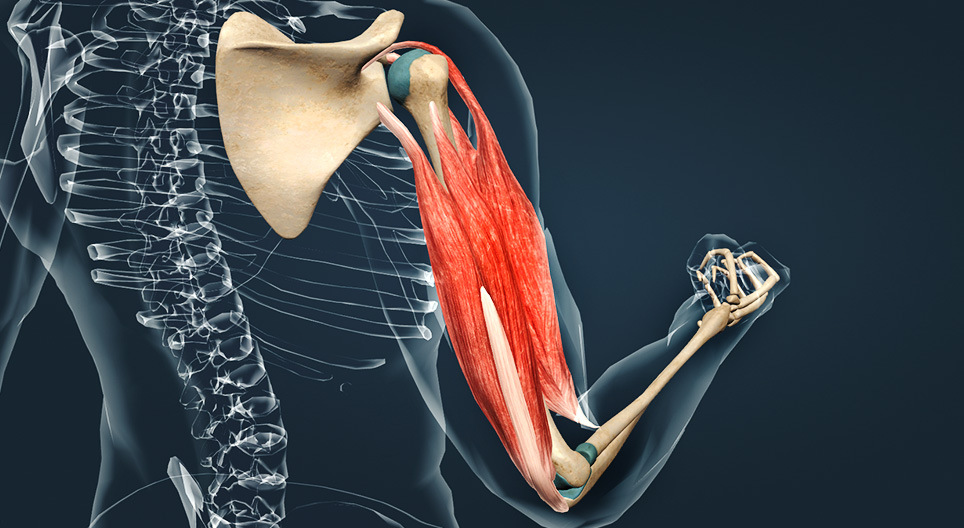 Các cơ vùng cánh tay