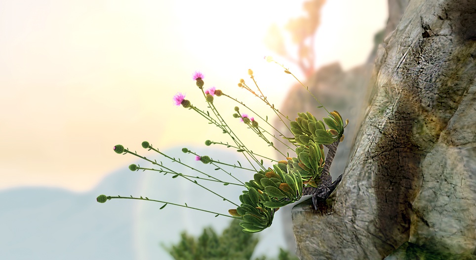 Cheirolophus crassifolius