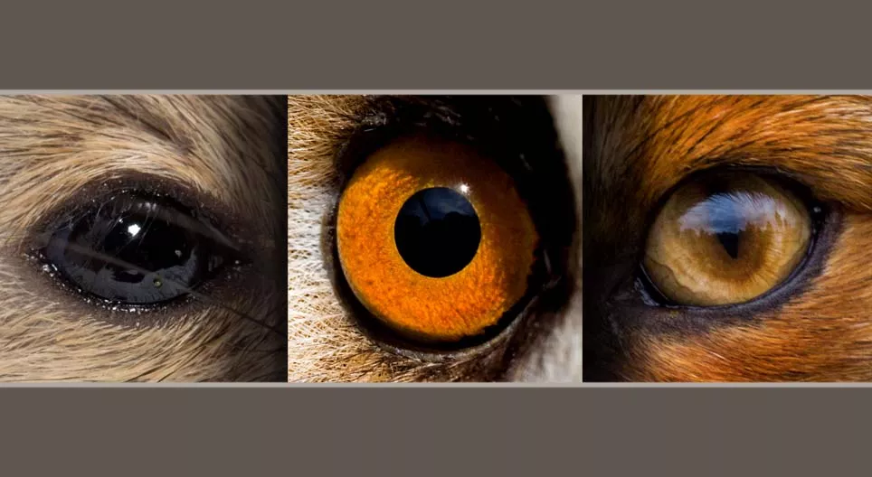 啮齿动物及其天敌