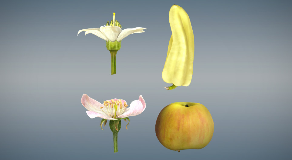 真果和假果的比较